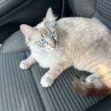 pino