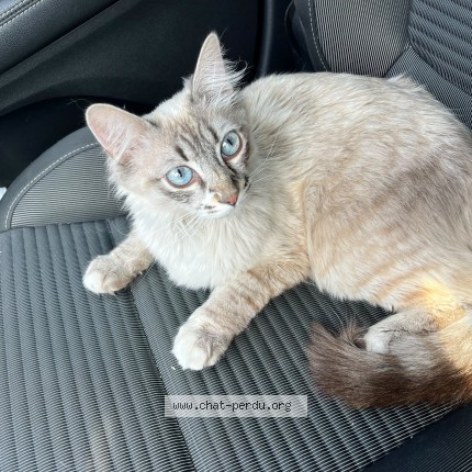 Photo de chat perdu à Le Perreux Sur Marne