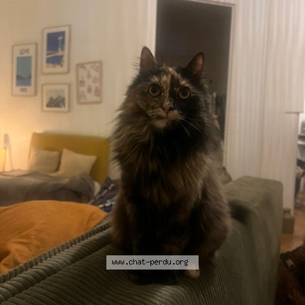 Photo de chat perdu à Lyon