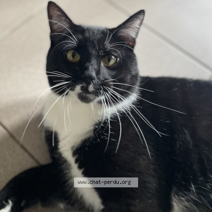 Photo de chat perdu à Meung Sur Loire