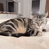 misti