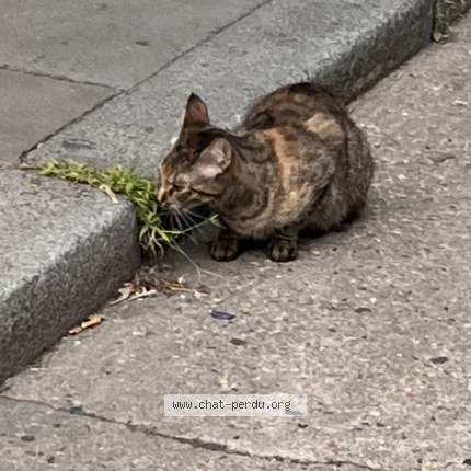 Photo 1/1 Chat trouvé Trouvé à Paris 14 Eme