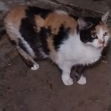 Sissi