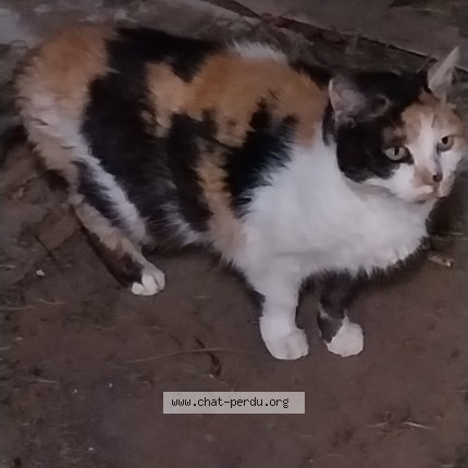 Photo de chat perdu à Domont