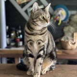 berlioz