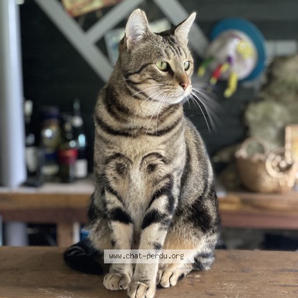 Photo de chat perdu à Pleurtuit