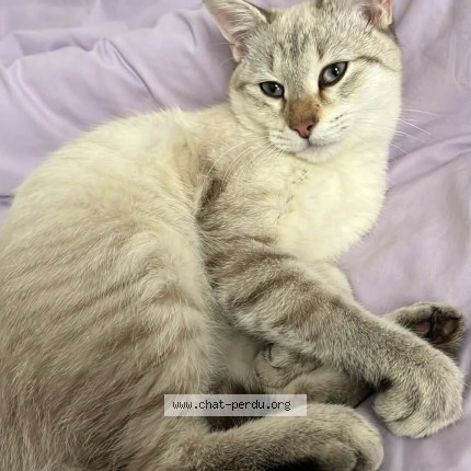 Photo de chat perdu à Nantes