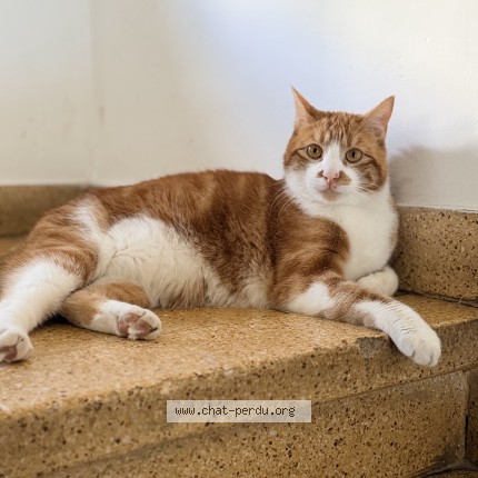 Photo de chat perdu à Thionville