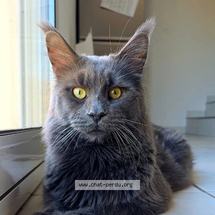 Photo de chat perdu à Auboue