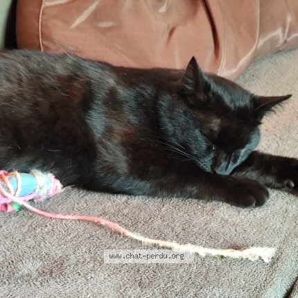 Photo de chat perdu à La Gripperie St Symphorien