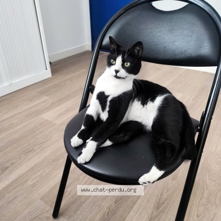 Photo 1/1 Chat trouvé Trouvé à Paris