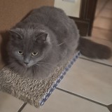 minette