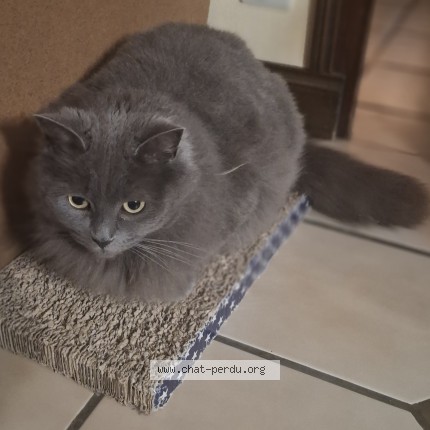 Photo 1/1 minette Chat perdu à Cresseveuille