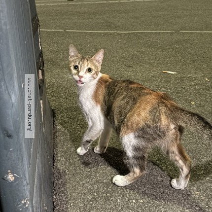 Photo 1/1 Chat trouvé Trouvé à Rennes