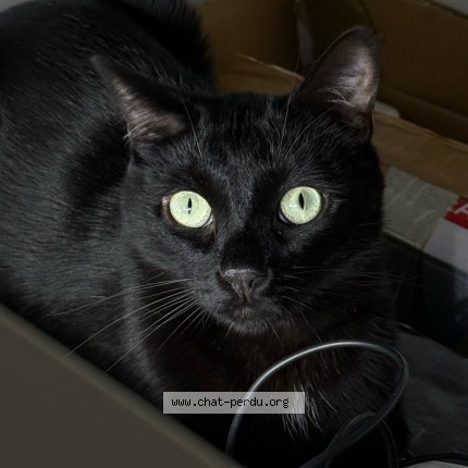 Photo de chat perdu à Melun