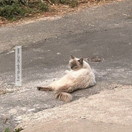Photo de chat perdu à Reze
