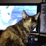 Kitty