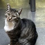 Chat