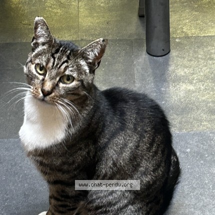 Photo 1/1 Chat Chat perdu à Verviers