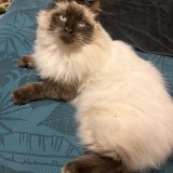 moy