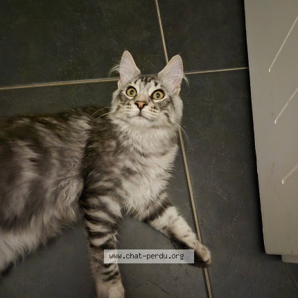Photo de chat perdu à Bessieres