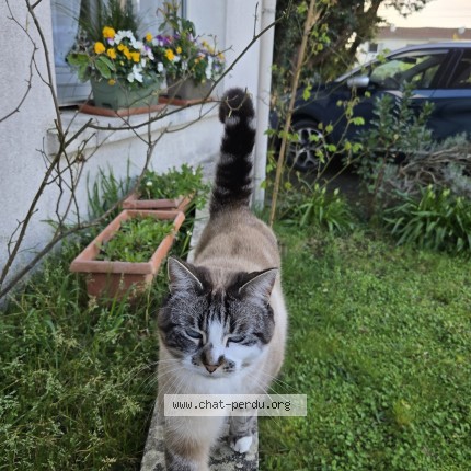 Photo de chat perdu à Bruges