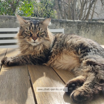 Photo de chat perdu à Juvisy Sur Orge