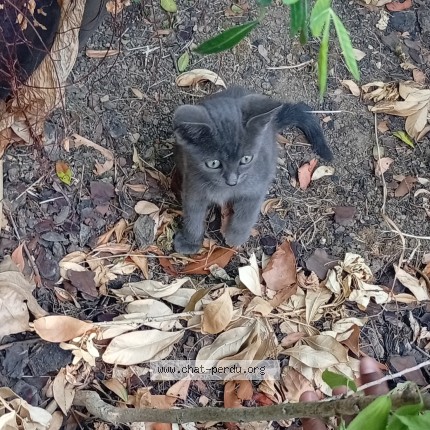 Photo 1/1 Chat trouvé Trouvé à Saint Denis