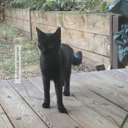 Photo de chat trouvé à Toulouse