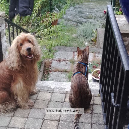 Photo 1/1 Radjah Chat perdu à Quillan Chat Ben