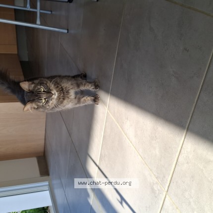 Photo 1/1 Chat trouvé Trouvé à Behasque Lapiste