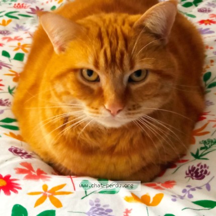 Photo de chat perdu à Villeurbanne