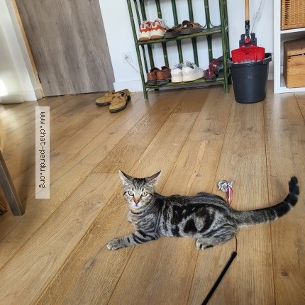 Photo de chat perdu à Lille
