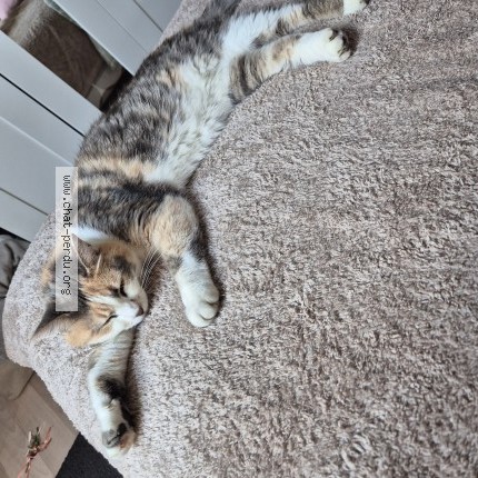 Photo de chat perdu à Treauville