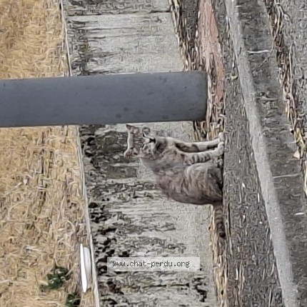 Photo 1/1 Chat trouvé Trouvé à Villeneuve D Ascq