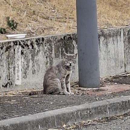 Photo 1/1 Chat trouvé Trouvé à Villeneuve D Ascq