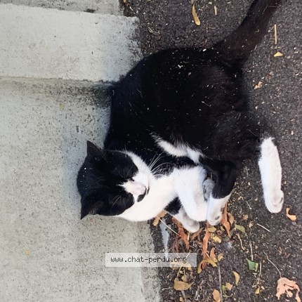 Photo de chat trouvé à Le Bouscat