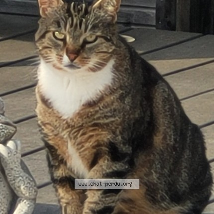 Photo 1/1 Biloul Chat perdu à Saint Raphael