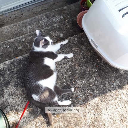 Photo 1/1 Diamant Chat perdu à Villiers En Desoeuvre