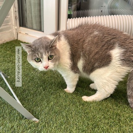 Photo 1/1 Chat trouvé Trouvé à Paris