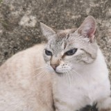 Tychat