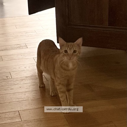 Photo de chat perdu à Chateaugay