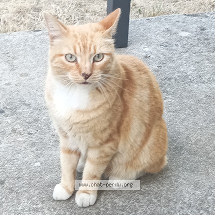 Photo 1/1 Chat trouvé Trouvé à Velars Sur Ouche