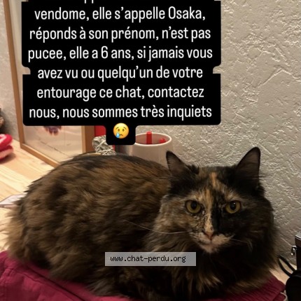 Photo 1/1 Osaka Chat perdu à Lyon