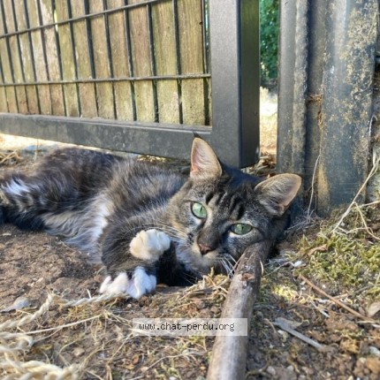 Photo de chat perdu à St Xandre