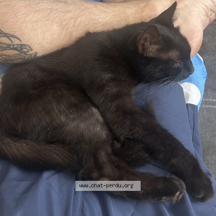 Photo 1/1 vega Chat perdu à Roquebrune Sur Argens