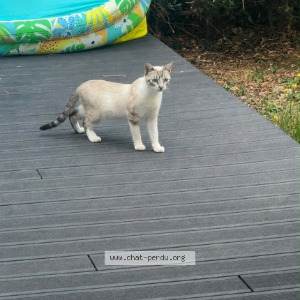 Photo 1/1 Chat trouvé Trouvé à Anglet