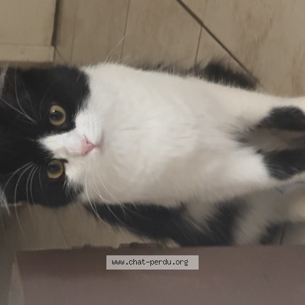 Photo 1/1 NAIA Chat perdu à Montpellier