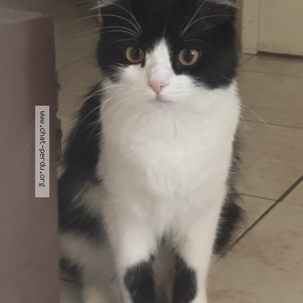 Photo 1/1 NAIA Chat perdu à Montpellier