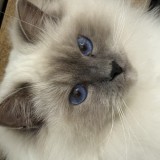 ZEPHYR